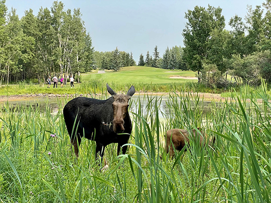 CT Golf Tourney Moose 08.10.21