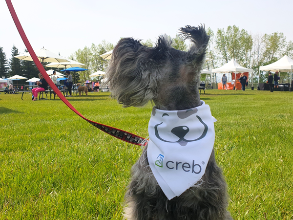 Gray Schnauzer Ryley proudly wears a CREB® bandana